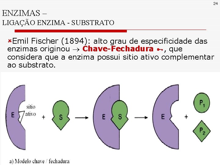 24 ENZIMAS – LIGAÇÃO ENZIMA - SUBSTRATO ûEmil Fischer (1894): alto grau de especificidade 24 ENZIMAS – LIGAÇÃO ENZIMA - SUBSTRATO ûEmil Fischer (1894): alto grau de especificidade