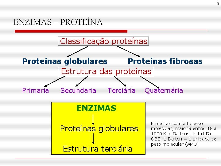 5 ENZIMAS – PROTEÍNA Classificação proteínas Proteínas globulares Proteínas fibrosas Estrutura das proteínas Primaria