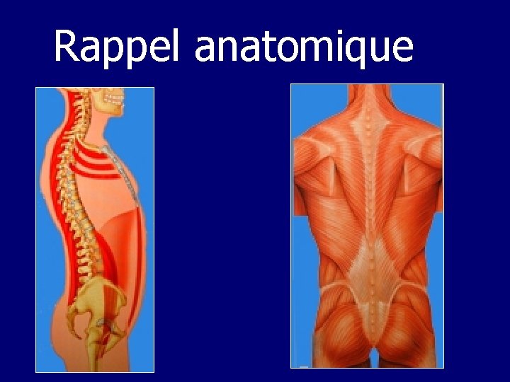 Rappel anatomique 