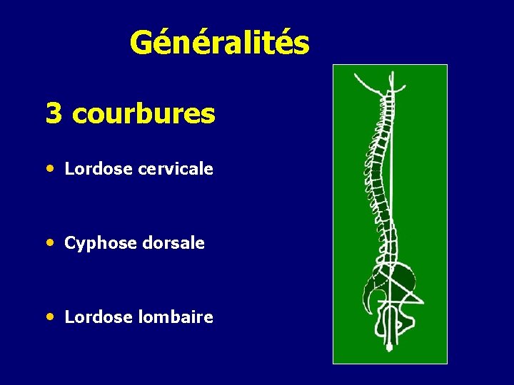 Généralités 3 courbures • Lordose cervicale • Cyphose dorsale • Lordose lombaire 