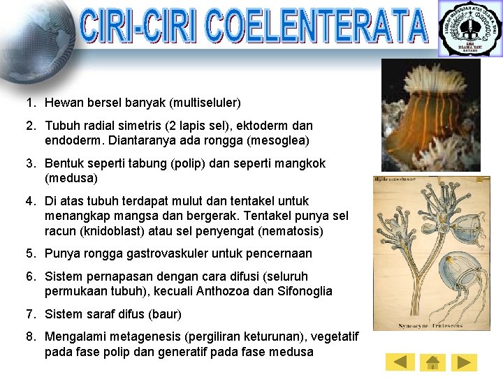1. Hewan bersel banyak (multiseluler) 2. Tubuh radial simetris (2 lapis sel), ektoderm dan