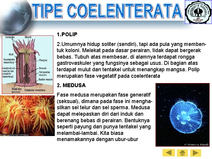 1. POLIP 2. Umumnya hidup soliter (sendiri), tapi ada pula yang membentuk koloni. Melekat