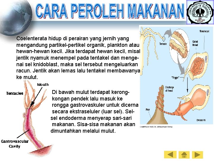 Coelenterata hidup di perairan yang jernih yang mengandung partikel-pertikel organik, plankton atau hewan-hewan kecil.