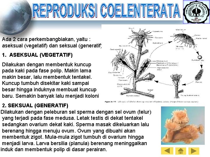 Ada 2 cara perkembangbiakan, yaitu : aseksual (vegetatif) dan seksual (generatif) 1. ASEKSUAL (VEGETATIF)