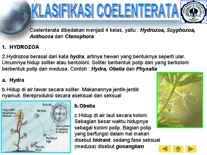 Coelenterata dibedakan menjadi 4 kelas, yaitu : Hydrozoa, Scyphozoa, Anthozoa dan Ctenophora 1. HYDROZOA