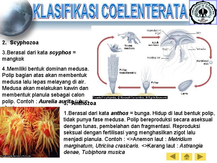 2. Scyphozoa 3. Berasal dari kata scyphos = mangkok 4. Memiliki bentuk dominan medusa.