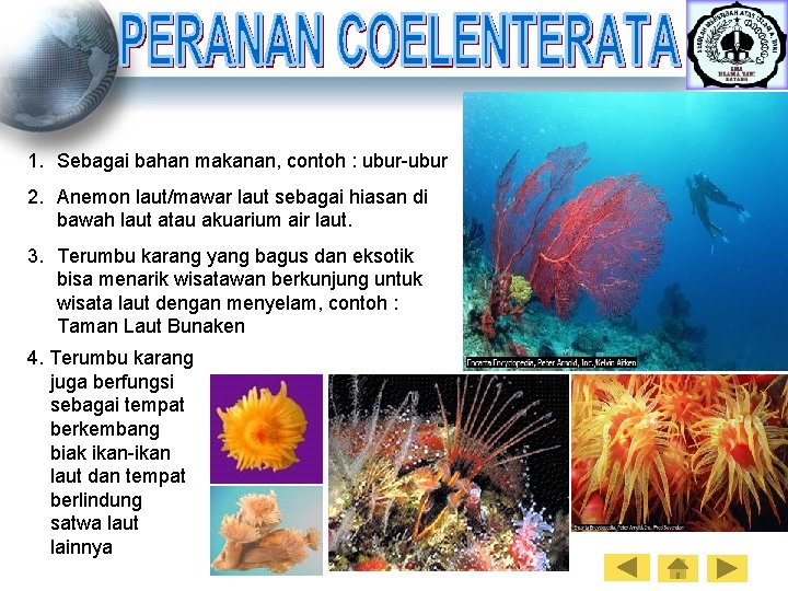 1. Sebagai bahan makanan, contoh : ubur-ubur 2. Anemon laut/mawar laut sebagai hiasan di