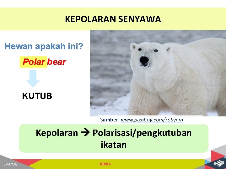 KEPOLARAN SENYAWA Hewan apakah ini? Polar bear KUTUB Sumber: www. pixabay. com/robynm Kepolaran Polarisasi/pengkutuban