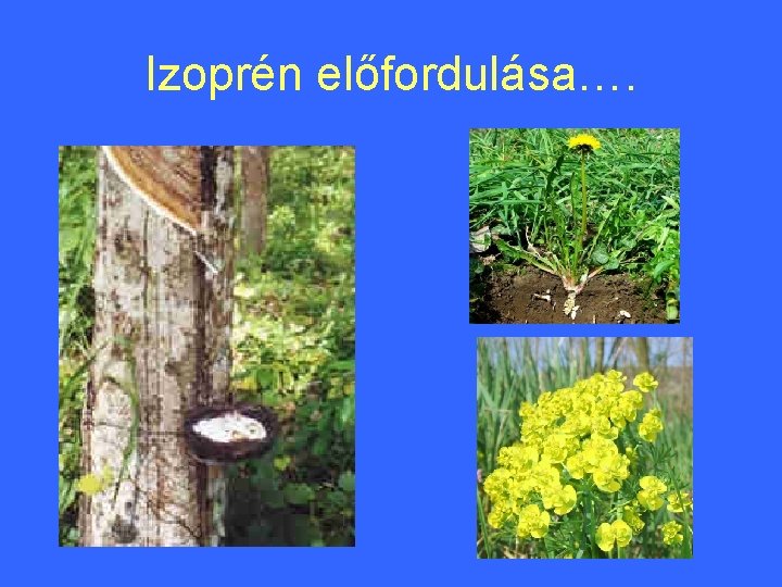 Izoprén előfordulása…. 