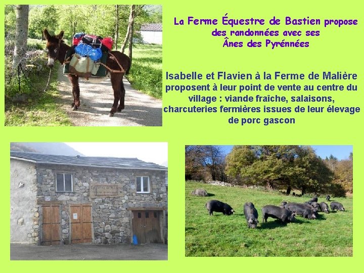 La Ferme Équestre de Bastien propose des randonnées avec ses nes des Pyrénnées Isabelle