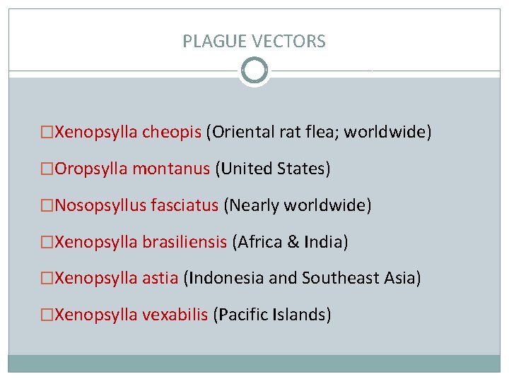 PLAGUE VECTORS �Xenopsylla cheopis (Oriental rat flea; worldwide) �Oropsylla montanus (United States) �Nosopsyllus fasciatus