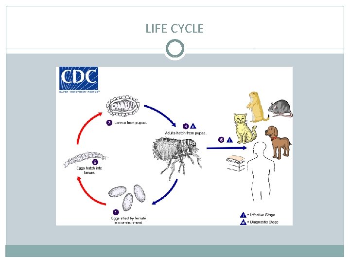 LIFE CYCLE 