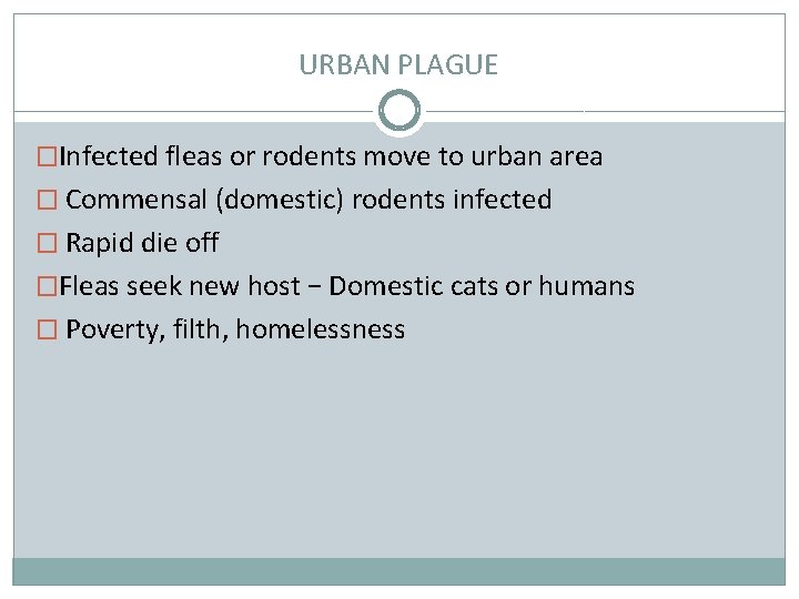 URBAN PLAGUE �Infected fleas or rodents move to urban area � Commensal (domestic) rodents