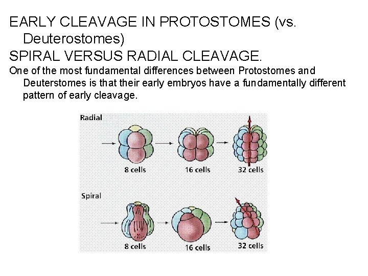 EARLY CLEAVAGE IN PROTOSTOMES (vs. Deuterostomes) SPIRAL VERSUS RADIAL CLEAVAGE. One of the most