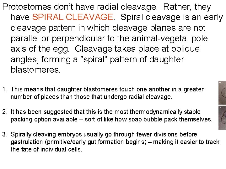 Protostomes don’t have radial cleavage. Rather, they have SPIRAL CLEAVAGE. Spiral cleavage is an