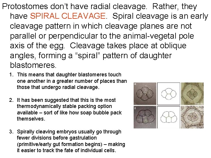 Protostomes don’t have radial cleavage. Rather, they have SPIRAL CLEAVAGE. Spiral cleavage is an