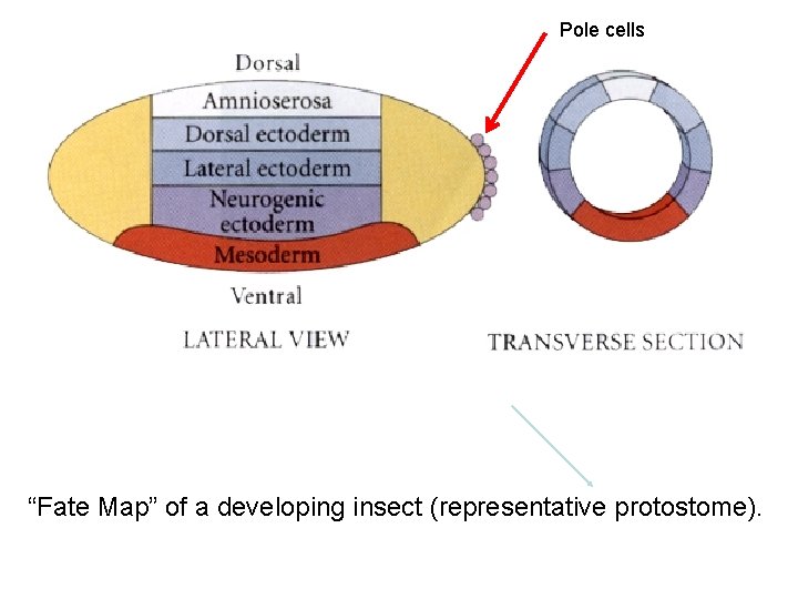 Pole cells “Fate Map” of a developing insect (representative protostome). 