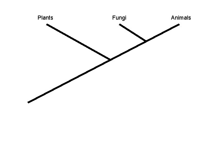 Plants Fungi Animals 