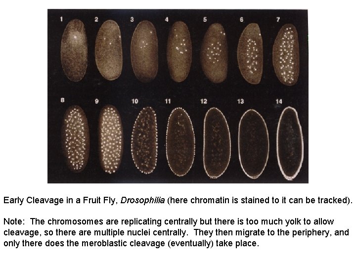 Early Cleavage in a Fruit Fly, Drosophilia (here chromatin is stained to it can