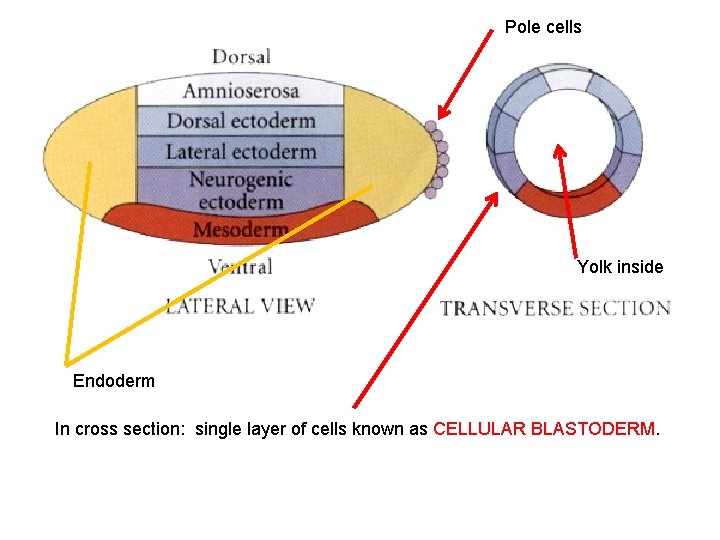 Pole cells Yolk inside Endoderm In cross section: single layer of cells known as