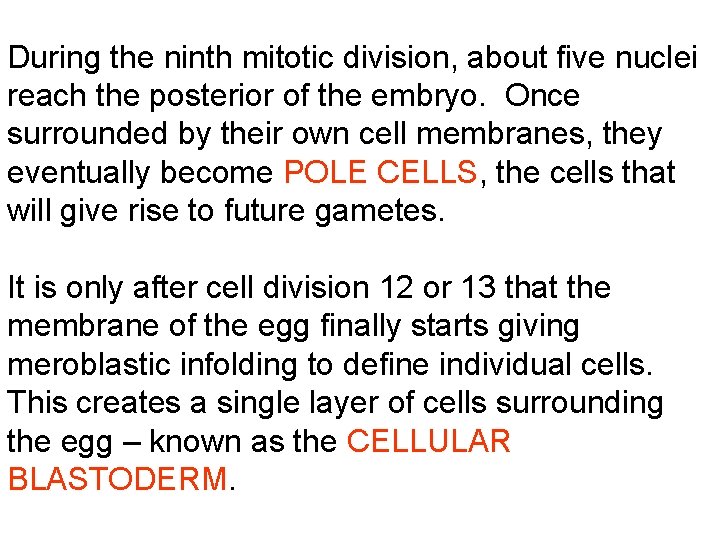 During the ninth mitotic division, about five nuclei reach the posterior of the embryo.