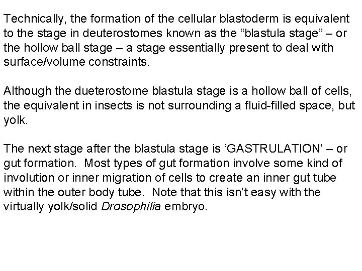 Technically, the formation of the cellular blastoderm is equivalent to the stage in deuterostomes