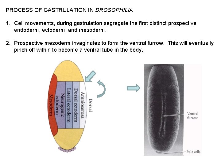 PROCESS OF GASTRULATION IN DROSOPHILIA 1. Cell movements, during gastrulation segregate the first distinct