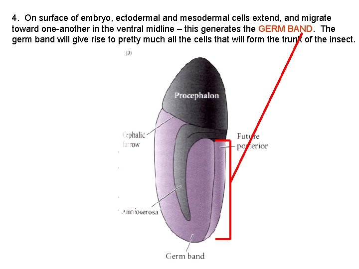 4. On surface of embryo, ectodermal and mesodermal cells extend, and migrate toward one-another