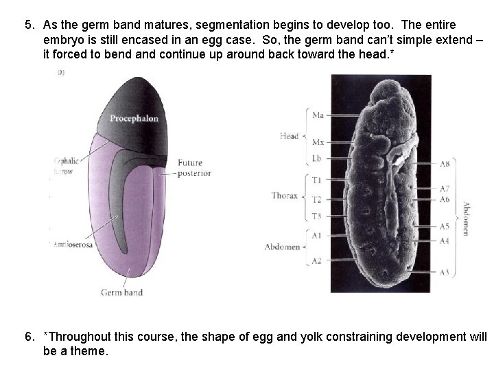 5. As the germ band matures, segmentation begins to develop too. The entire embryo