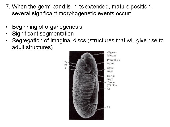 7. When the germ band is in its extended, mature position, several significant morphogenetic