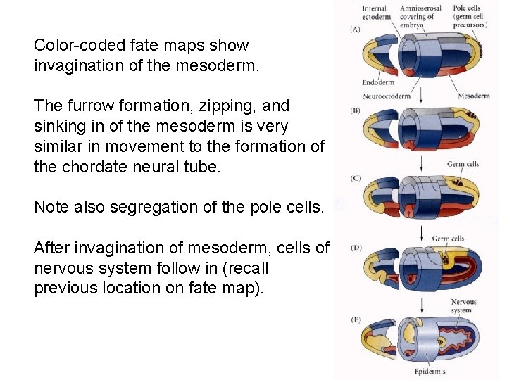 Color-coded fate maps show invagination of the mesoderm. The furrow formation, zipping, and sinking