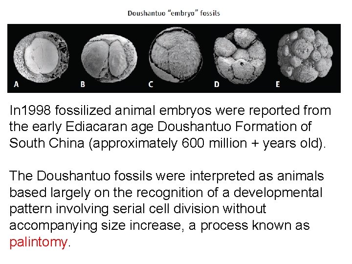 In 1998 fossilized animal embryos were reported from the early Ediacaran age Doushantuo Formation