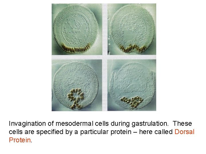 Invagination of mesodermal cells during gastrulation. These cells are specified by a particular protein