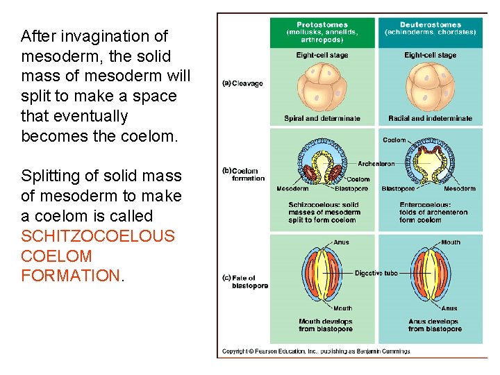 After invagination of mesoderm, the solid mass of mesoderm will split to make a