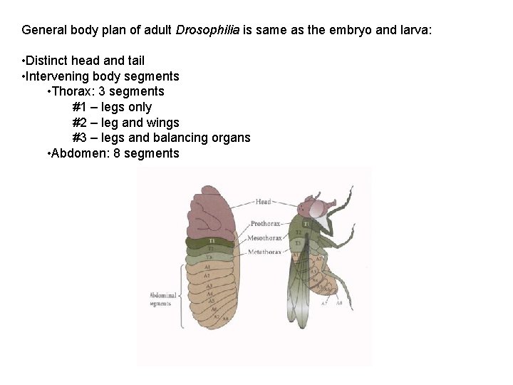 General body plan of adult Drosophilia is same as the embryo and larva: •