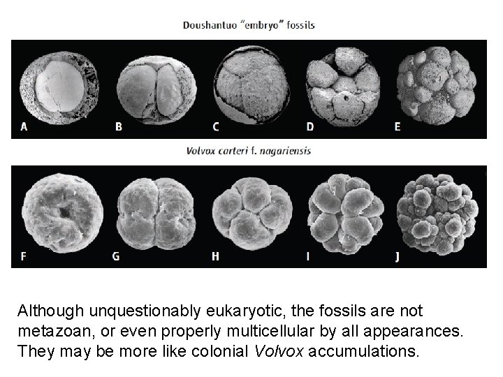 Although unquestionably eukaryotic, the fossils are not metazoan, or even properly multicellular by all