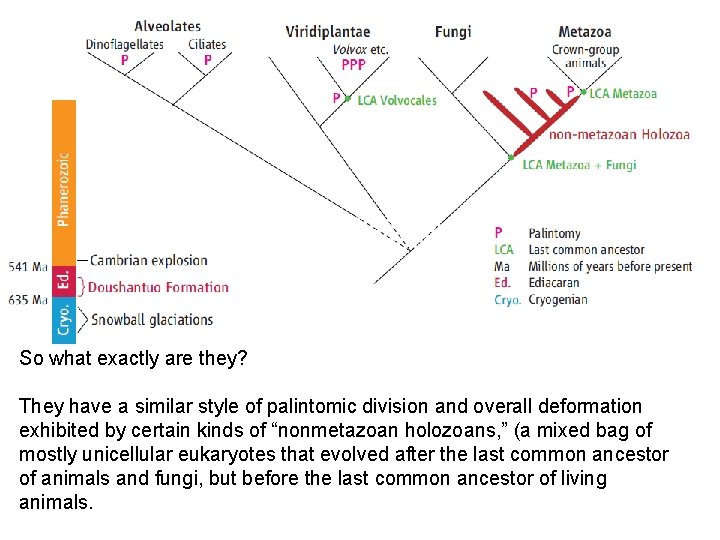 So what exactly are they? They have a similar style of palintomic division and