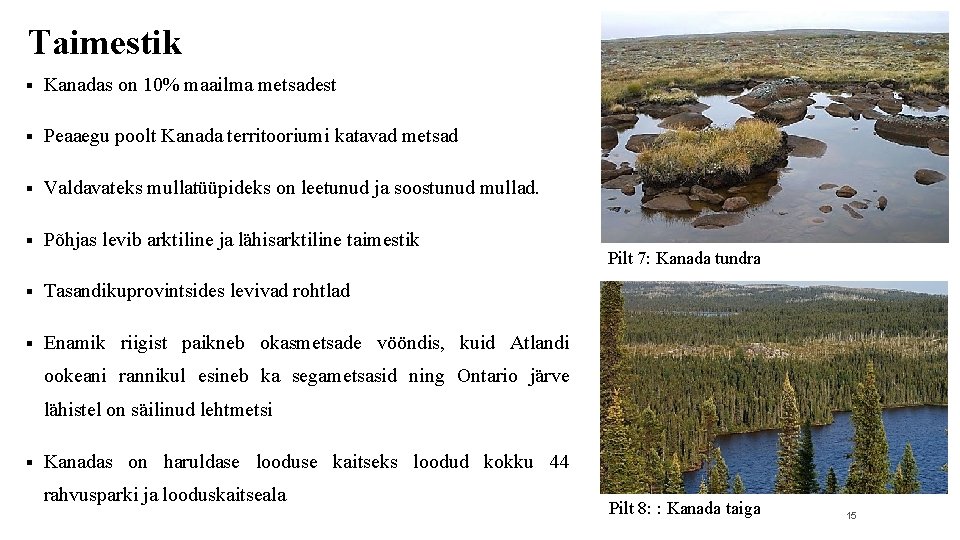 Taimestik § Kanadas on 10% maailma metsadest § Peaaegu poolt Kanada territooriumi katavad metsad