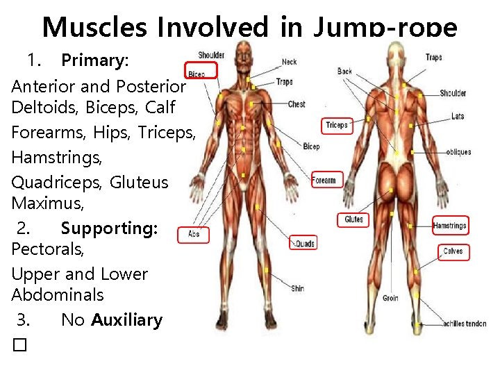 Muscles Involved in Jump-rope 1. Primary: Anterior and Posterior Deltoids, Biceps, Calf Forearms, Hips,