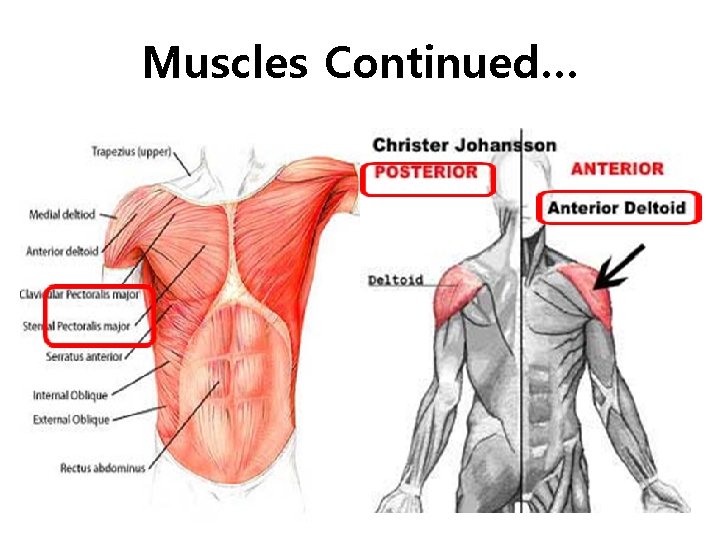 Muscles Continued… 