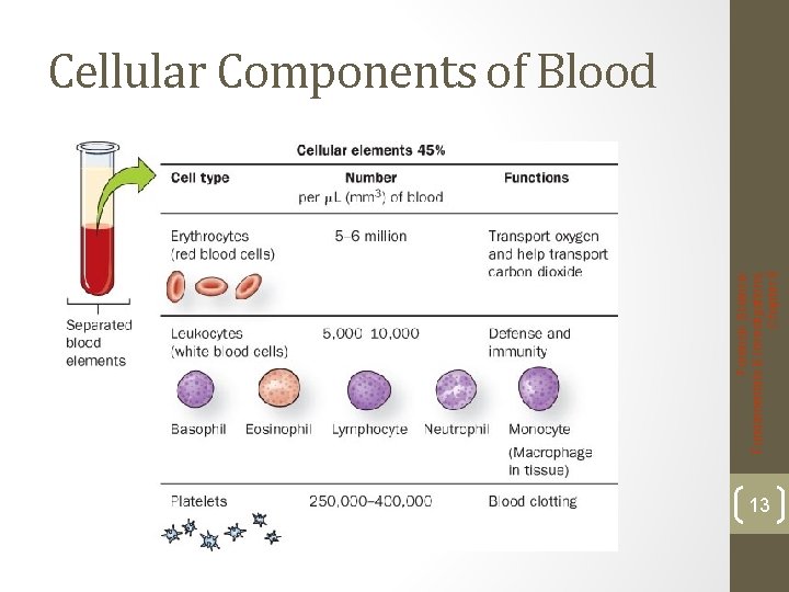 Forensic Science: Fundamentals & Investigations, Chapter 8 Cellular Components of Blood 13 