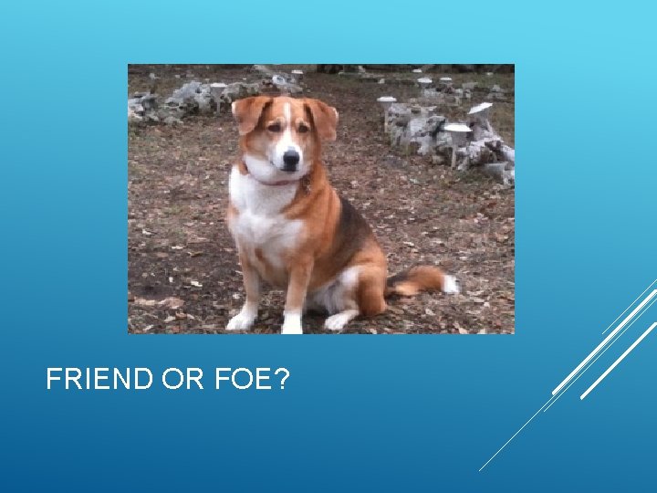 FRIEND OR FOE? 