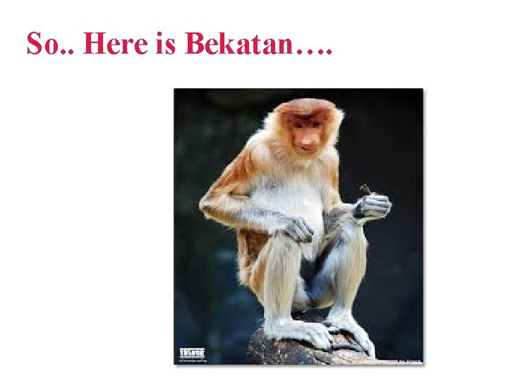 So. . Here is Bekatan…. So. . Here is Bekatan….