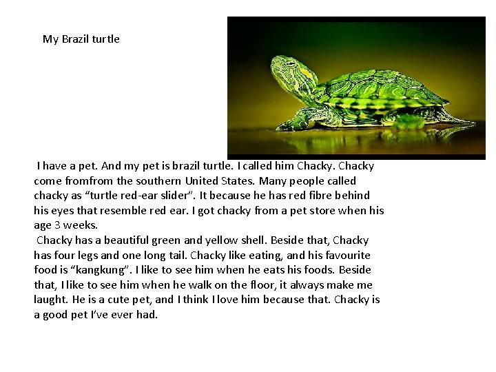 My Brazil turtle I have a pet. And my pet is brazil turtle. I My Brazil turtle I have a pet. And my pet is brazil turtle. I