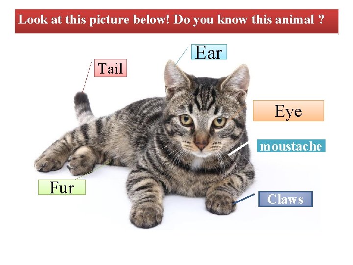 Look at this picture below! Do you know this animal ? Tail Ear Eye Look at this picture below! Do you know this animal ? Tail Ear Eye