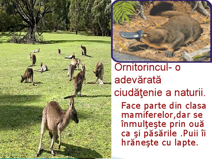 Ornitorincul- o adevărată ciudăţenie a naturii. ¡ Face parte din clasa mamiferelor, dar se