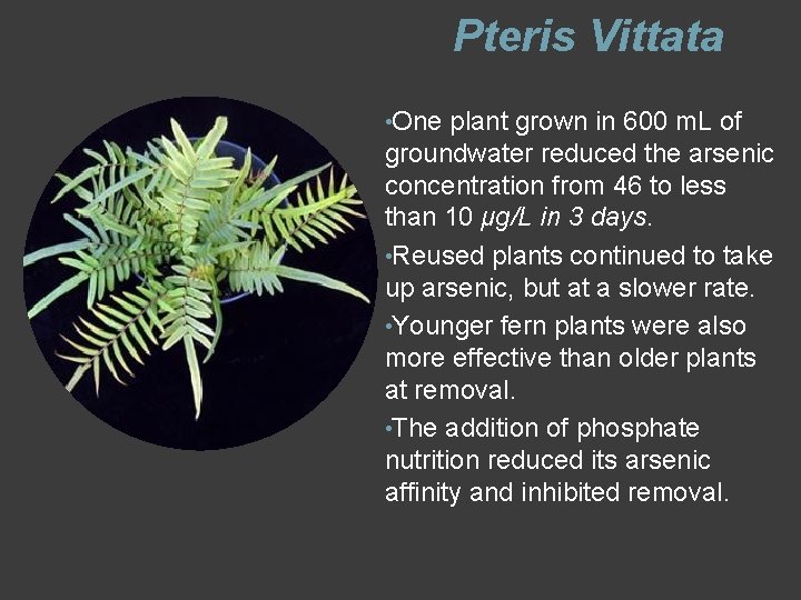 Pteris Vittata • One plant grown in 600 m. L of groundwater reduced the Pteris Vittata • One plant grown in 600 m. L of groundwater reduced the