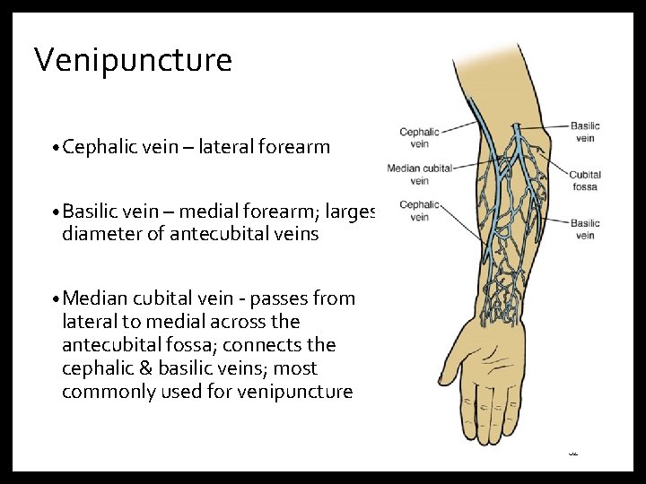 Venipuncture • Cephalic vein – lateral forearm • Basilic vein – medial forearm; largest