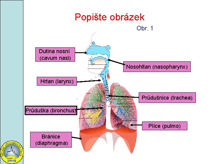 Popište obrázek Obr. 1 Dutina nosní (cavum nasi) Nosohltan (nasopharynx) Hrtan (larynx) Průdušnice (trachea)