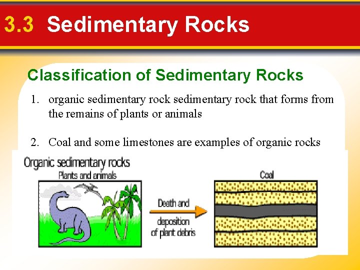 3. 3 Sedimentary Rocks Classification of Sedimentary Rocks 1. organic sedimentary rock that forms